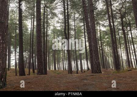 Formby boschi, Formby, Merseyside England. Foto Stock