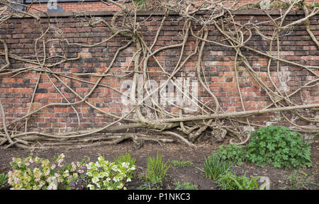 I rami e steli di glicini un vincolo saldo con su un muro di mattoni. Parsonage giardini, Didsbury, Manchester, Regno Unito Foto Stock