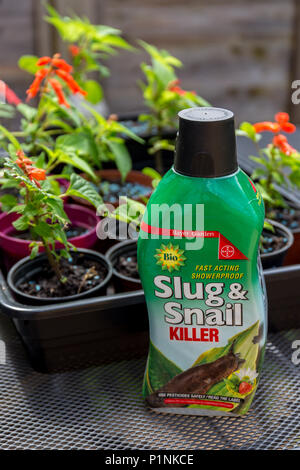 Slug e lumaca killer impermeabile agglomerati in forma di pellets per il giardino da Bayer Garden. Foto Stock