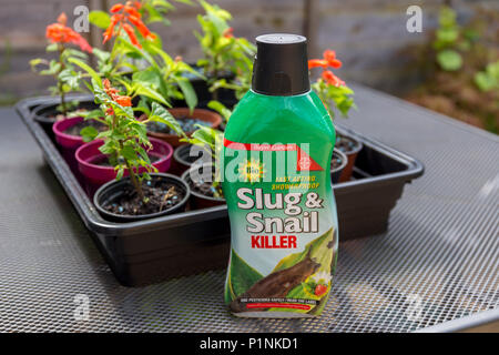 Slug e lumaca killer impermeabile agglomerati in forma di pellets per il giardino da Bayer Garden. Foto Stock