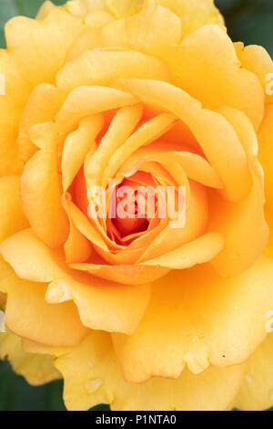 Rosa " Golden bellezza' / Korberbeni. Cluster-fiorito di rose bush Foto Stock