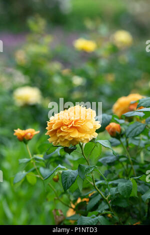 Rosa "Leah tutu' / Hornavel'. Ripetere la fioritura rosa ad arbusto Foto Stock