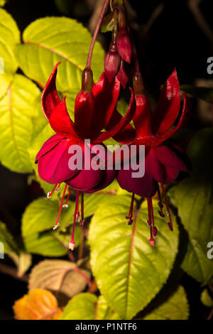 Fucsia Foto Stock