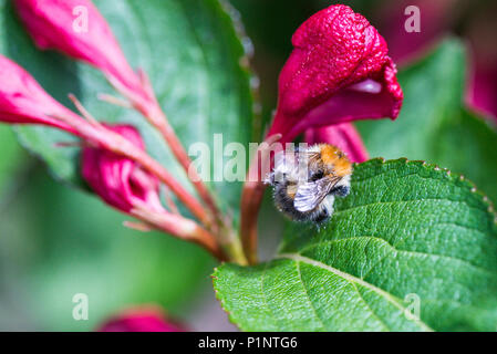 Un'ape sul fiore di un 'Weigela Bristol Ruby' Foto Stock