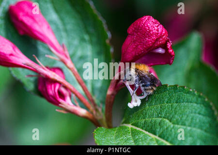 Un'ape sul fiore di un 'Weigela Bristol Ruby' Foto Stock