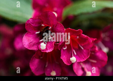 Un'ape sul fiore di un 'Weigela Bristol Ruby' Foto Stock