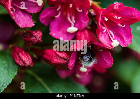 Un'ape sul fiore di un 'Weigela Bristol Ruby' Foto Stock