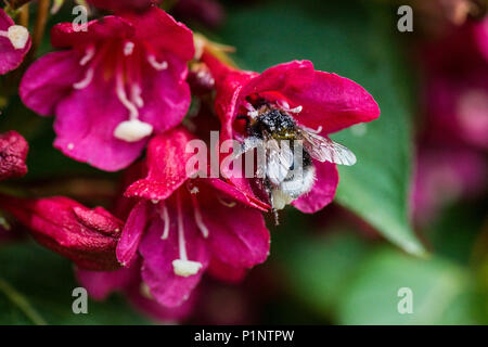 Un'ape sul fiore di un 'Weigela Bristol Ruby' Foto Stock