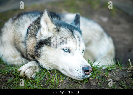 Siberian Husky cane con occhi blu giace sul prato e guarda avanti. erba verde sono sullo sfondo. Cane di relax all'aperto Foto Stock