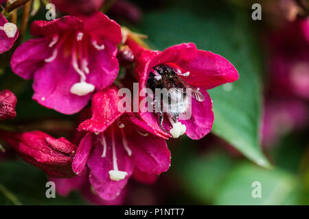 Un'ape sul fiore di un 'Weigela Bristol Ruby' Foto Stock