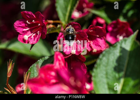 Un'ape sul fiore di un 'Weigela Bristol Ruby' Foto Stock