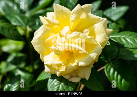 Golden Showers rose Foto Stock