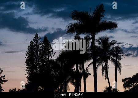 Silhouette di palme lascia isolato guardando in alto contro il cielo in Siesta Key, Sarasota, Florida con rosa arancione cielo blu, linee di alimentazione Foto Stock