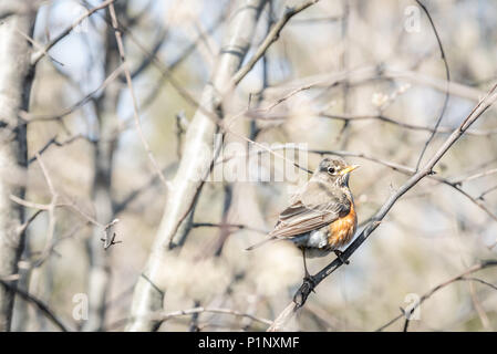 Un piccolo robin closeup bird seduta appollaiato sul ramo di albero durante la primavera soleggiata nel sole caldo colorato in Virginia Foto Stock