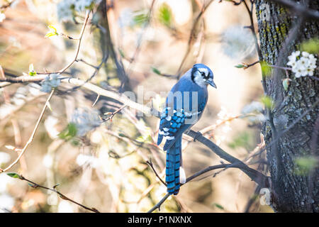 Un carino adorabile coy Blue Jay, Cyanocitta cristata, uccello appollaiato sul ramo di albero nella soleggiata coloratissima primavera in Virginia Foto Stock