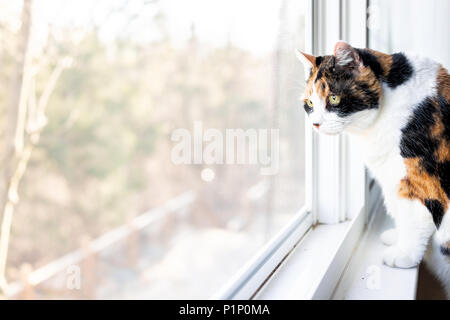 Carino femmina una gatta calico closeup di faccia in piedi sul davanzale davanzale guardando lo sguardo dietro le tende veneziane al di fuori Foto Stock