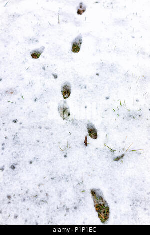 Fox o tracce di cane closeup nel cortile di casa sulla coperta di neve terra dopo blizzard tempesta bianco nel sobborgo di Virginia Foto Stock