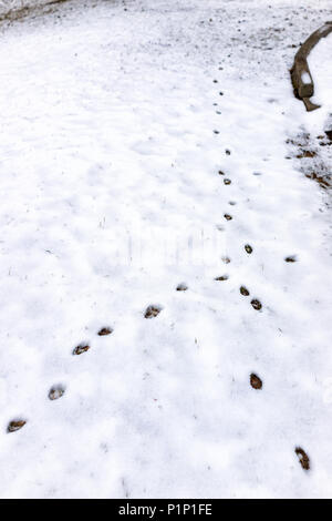 Fox di cane o di piste che attraversano intersezione closeup nel cortile di casa sulla coperta di neve terra dopo blizzard tempesta bianco inverno in Virginia Foto Stock