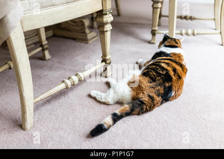 Primo piano di una gatta calico sdraiato sul tappeto in home soggiorno da tavolo e sedie dormire Foto Stock