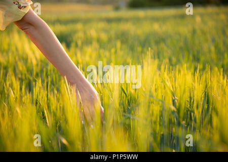 La mano di toccare i picchi di frumento con la sua mano al tramonto in erba di prato Foto Stock