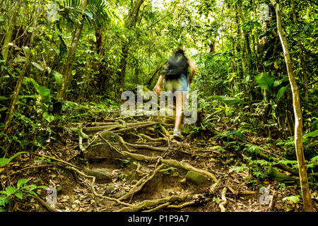 Vista posteriore di una donna che cammina su un sentiero in una foresta pluviale subtropicale nel Sud del Brasile. Florianopolis, Santa Catarina, Brasile. Foto Stock