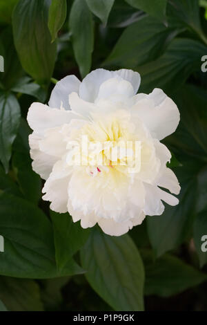 Paeonia lactiflora 'Shirley tempio' Fiore. Foto Stock