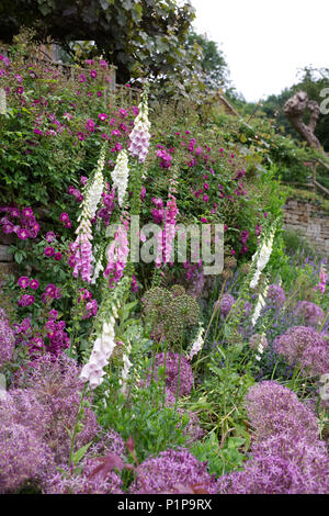 Piante erbacee frontiera in un paese di lingua inglese il giardino. Foto Stock