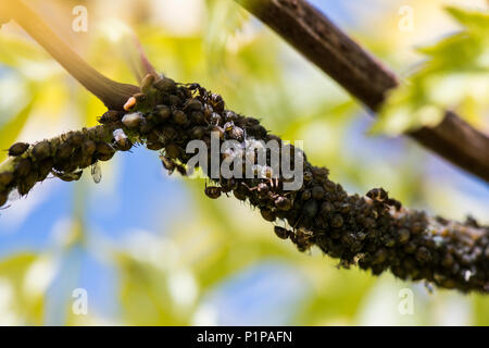 Fagiolo Nero afidi (Aphis fabae) su uno stelo di un Europeo rosso Sambuco 'Sutherland Gold' (Sambucus racemosa 'Sutherland oro") Foto Stock