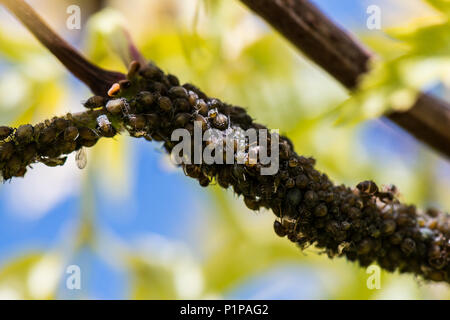 Fagiolo Nero afidi (Aphis fabae) su uno stelo di un Europeo rosso Sambuco 'Sutherland Gold' (Sambucus racemosa 'Sutherland oro") Foto Stock