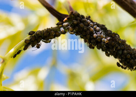 Fagiolo Nero afidi (Aphis fabae) su uno stelo di un Europeo rosso Sambuco 'Sutherland Gold' (Sambucus racemosa 'Sutherland oro") Foto Stock