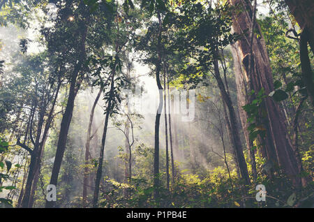 Raggi solari rendendo il modo attraverso una nebbia Foto Stock