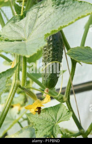 Ape su fiore di cetriolo in serra Foto Stock