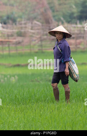 Lavoratore di sesso femminile che indossa un cappello conico in piedi la le risaie e guardando la telecamera Foto Stock