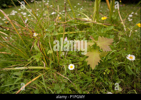 Una ghianda seme sepolto e dimenticato da uno scoiattolo grigio l'anno prima che inizi a germinare da sola nel prato Foto Stock