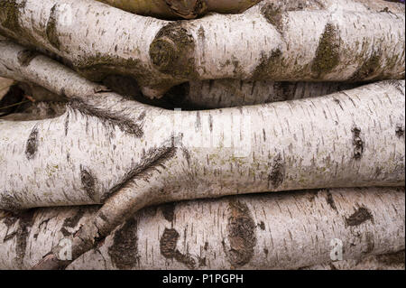 Corteccia di interessanti e di toni creato da appena abbattuto coppia argento betulla Betula pendula Foto Stock