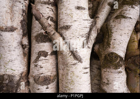 Corteccia di interessanti e di toni creato da appena abbattuto coppia argento betulla Betula pendula Foto Stock