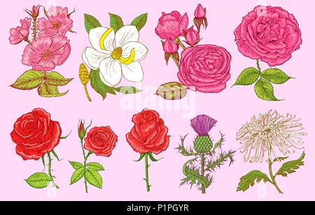 Set di nozze fiori botanico nel giardino o impianto a molla. Aster, dahlia con boccioli, le peonie e le rose, narcisi. Illustrazione Vettoriale. incisi disegnati a mano nel vecchio vintage schizzo per scheda. Illustrazione Vettoriale