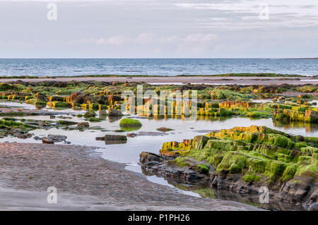 Le alghe rocce coperte con la bassa marea di prendere il sole, camminate spiaggia; Northumberland, Inghilterra Foto Stock