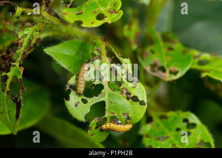 Pyrrhalta viburni, Viburnum beetle larve mangiano il loro modo attraverso foglie ornamentali provocando gravi danni all'intero impianto consentendo di altre infezioni in Foto Stock