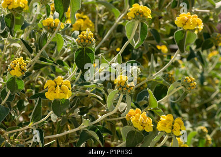 Una macchia mediterranea con bold grigio Gerusalemme foglie di salvia, Phlomis fruticosa, con cappuccio di colore giallo brillante le teste dei fiori sul floreale steli architettonico Foto Stock