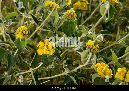 Una macchia mediterranea con bold grigio Gerusalemme foglie di salvia, Phlomis fruticosa, con cappuccio di colore giallo brillante le teste dei fiori sul floreale steli architettonico Foto Stock