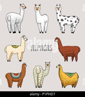 Set di simpatici Alpaca Llama o selvaggio guanaco sullo sfondo di cactus e montagna. Divertenti animali sorridente in Perù per schede, poster, inviti, t-shirt. Disegnata a mano elementi. Schizzo inciso. Illustrazione Vettoriale