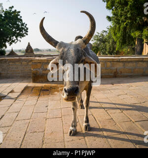 Una mucca con le corna guardando la telecamera; Jaisalmer, Rajasthan, India Foto Stock