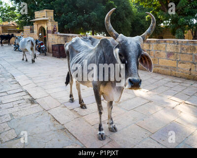 Una mucca con le corna guardando la telecamera; Jaisalmer, Rajasthan, India Foto Stock