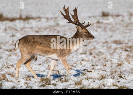 Daini (DAMA DAMA) stag passeggiate nel parco innevato; Londra, Inghilterra Foto Stock