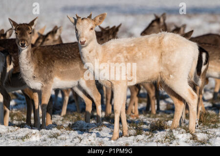 Il cervo (Cervus elaphus) e daini(dama dama) in piedi nella neve - Londra, Inghilterra Foto Stock