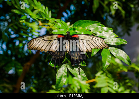 A coda di rondine Lowi butterfly (Papilio lowi), giardini botanici, a Montreal, Quebec, Canada Foto Stock