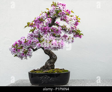 Albero di Bonsai con fiori viola seduto su di una superficie in granito, giardini botanici, a Montreal, Quebec, Canada Foto Stock