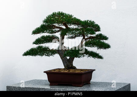 Albero di bonsai, Giapponese di pino rosso, seduto su di una superficie in granito, giardini botanici, a Montreal, Quebec, Canada Foto Stock