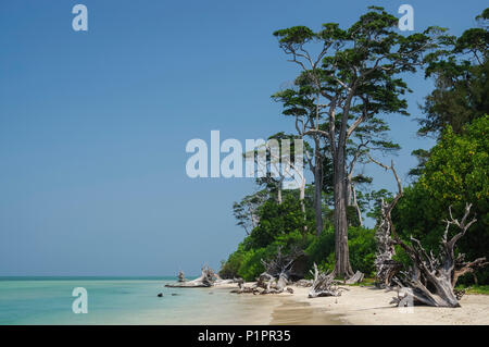 Driftwood su una spiaggia tropicale con cielo blu, acque turchesi e la sabbia bianca; Isole Andamane, India Foto Stock